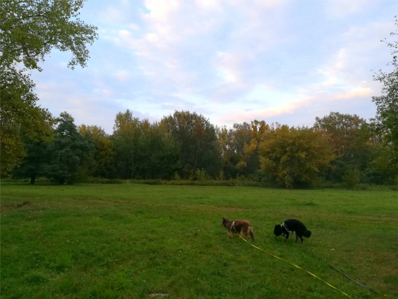 spacerowe w Warszawie, pies, psy, spacer z psem, czas z psem