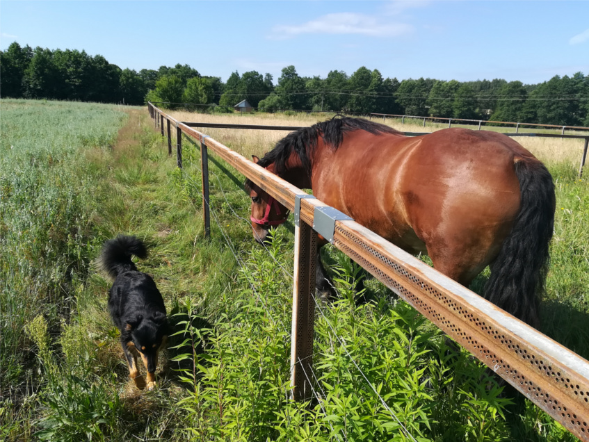 socjalizacja z koniem, pies i koń, szkolenie psa