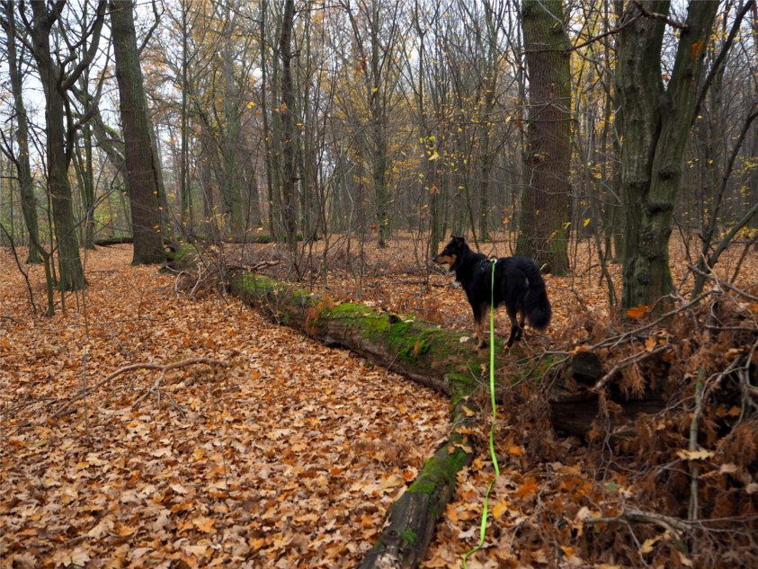 dzień pełen przygód, pies w lesie, Rezerwat Dębina, na spacer z psem, mazowieckie, na spacer do lasu