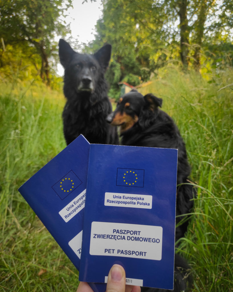 paszport dla psa, paszport dla kota, świadectwo zdrowia dla psa, wyjazd z psem za granicę, wakacje za granicą