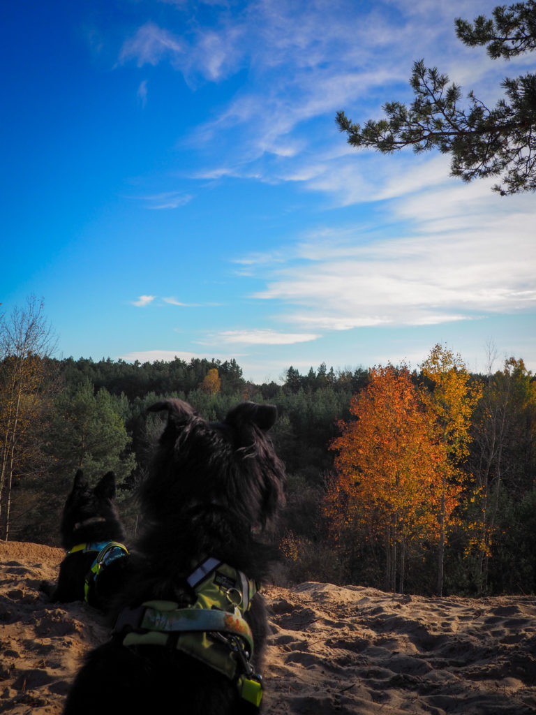 spacer z psem, Chobot, mazowieckie, z psem na szlaku, pies w lesie, na szlaku z psem, Góra Saneczkowa