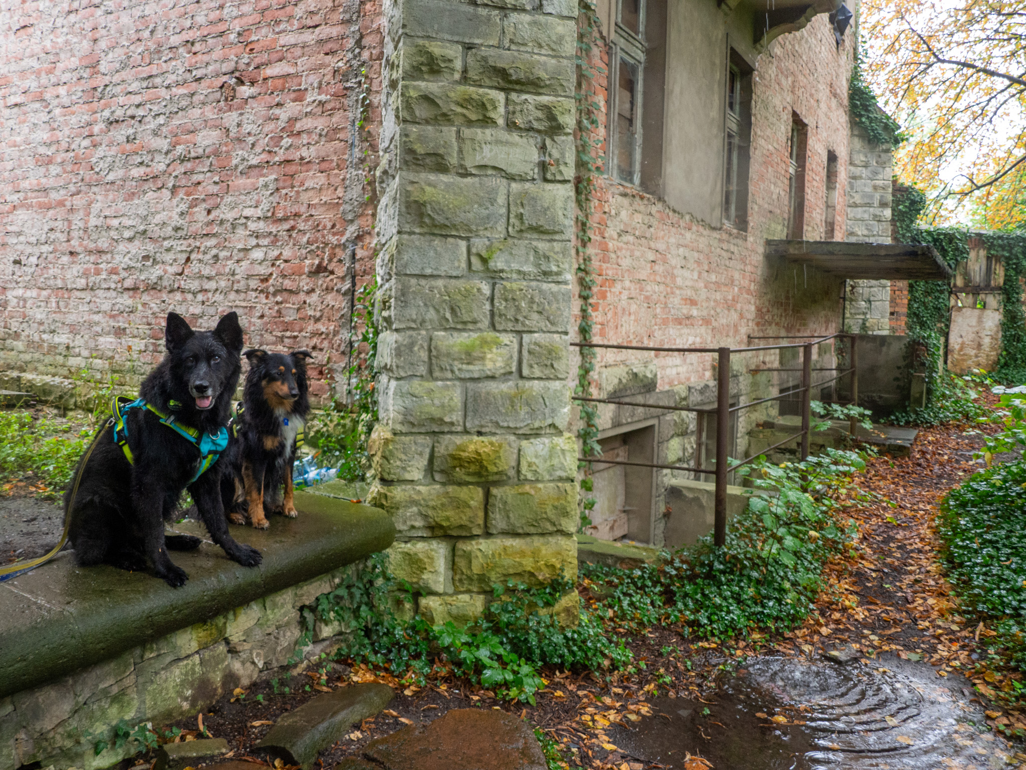 Zamek w Dąbrowie, opolskie, zwiedzanie z psem
